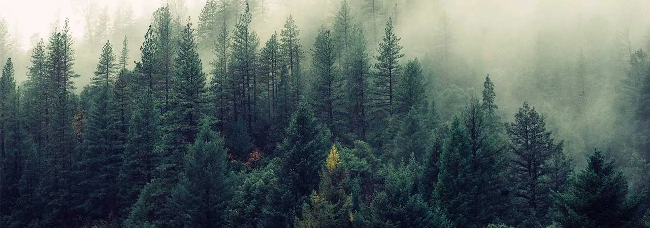 Canadian Wood Waste Recycling (CWWR) Business Group