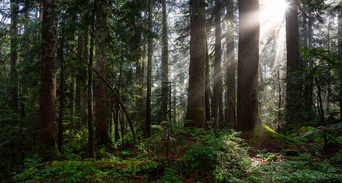 BC First Nations Forestry Canada