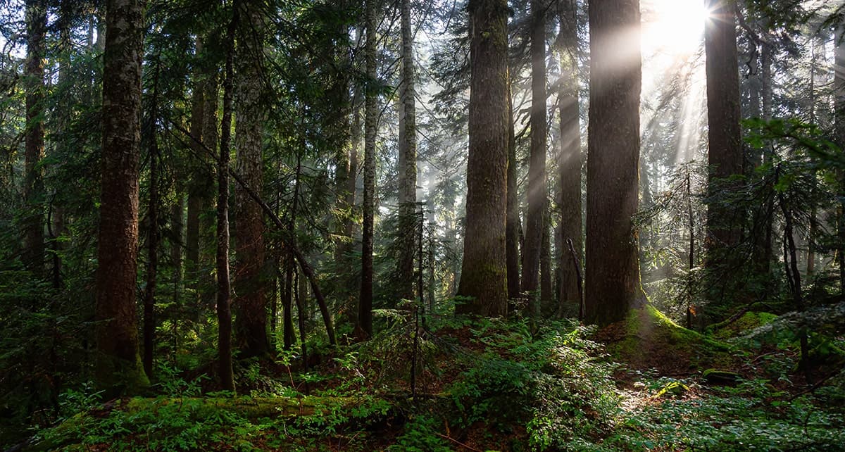 BC First Nations Forestry Canada